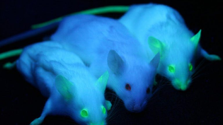 Image of three mice glowing in the dark