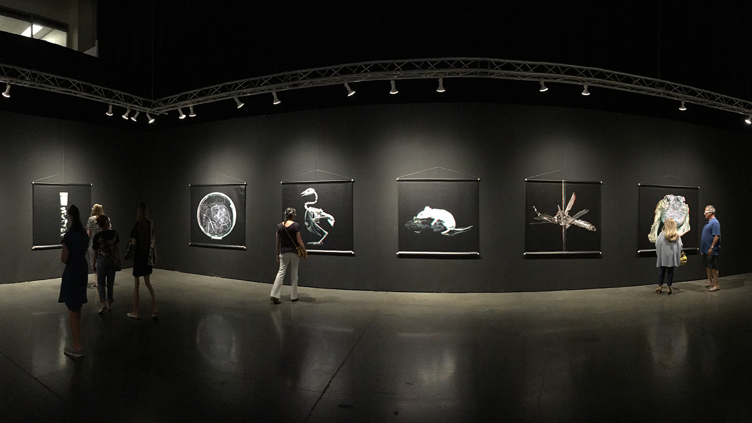 Photograph of gallery installation with large images of specimens from the Center for PostNatural History