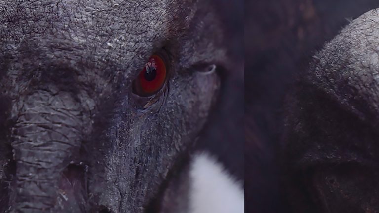 Still from a film showing two close ups of Andean Condors